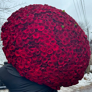 Букет из 501 красной розы  ( 70 см)