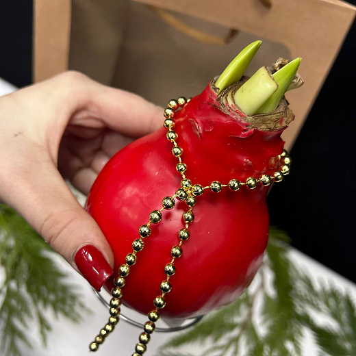 Луковица амариллиса в красном воске +крафтовый пакет с доставкой в Москве