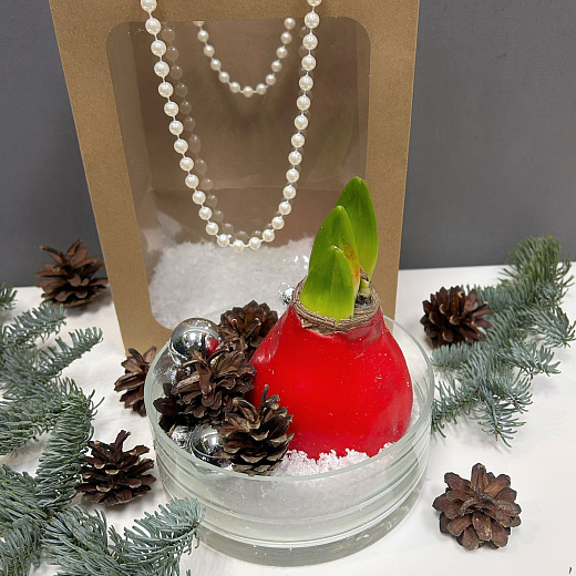 Луковица амариллиса в воске-подарочный набор в прозрачной вазе с доставкой в Москве