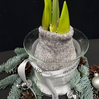 Луковица амариллиса в воске с вазой ( серый носочек, большая )