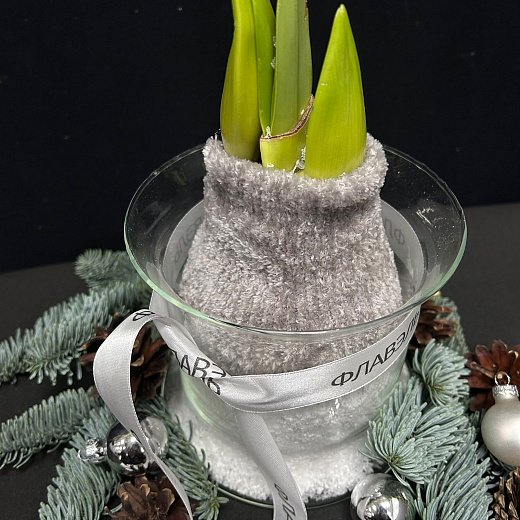 Луковица амариллиса в воске с вазой ( серый носочек, большая ) с доставкой в Москве