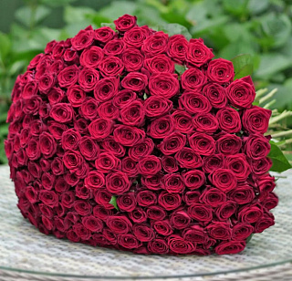 Букет из 201 красной розы под ленту ( 70 см)