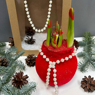 Луковица амариллиса в воскес белыи жемчугом ( красный бархат)