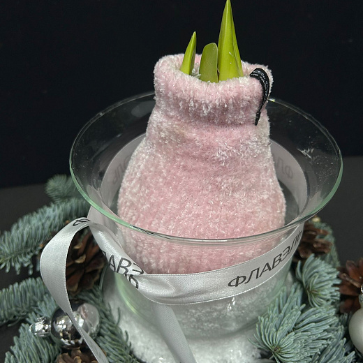 Луковица амариллиса в воске с вазой ( розовый носочек ,большая ) по лучшей цене в Москве Луковица амариллиса в воске с вазой ( розовый носочек ,большая ) с доставкой в Москве