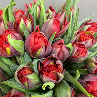 25 пионовидных тюльпанов Рэд Принцесс в красной, бархатной коробке