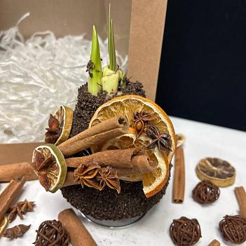 Луковица амариллиса в воске ( с декором из корицы, коричневая)