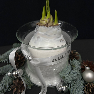 Луковица амариллиса в воске с вазой ( белая, большая )