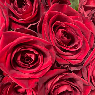 Большой букет из 151 красной розы ( 60 см)