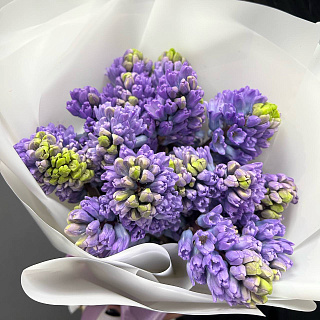 Букет из 15 сиреневых гиацинтов