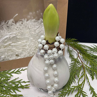 Луковица амариллиса в белом воске +крафтовый пакет