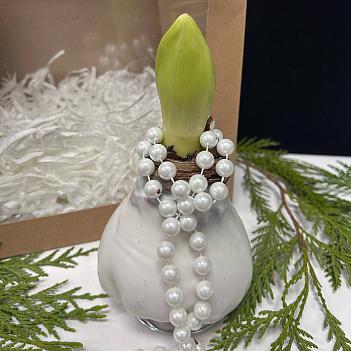 Луковица амариллиса в белом воске +крафтовый пакет