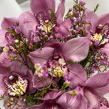 Букет из 7 розовых орхидей и шамелациума