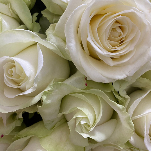 Букет белых роз из 51 штуки (70 см)