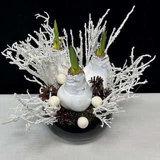 Новогодняя композиция в черном кашпо с 3-мя белыми луковицами амариллиса