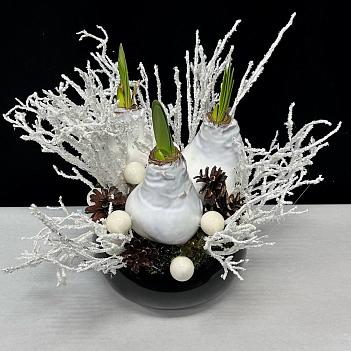 Новогодняя композиция в черном кашпо с 3-мя белыми луковицами амариллиса