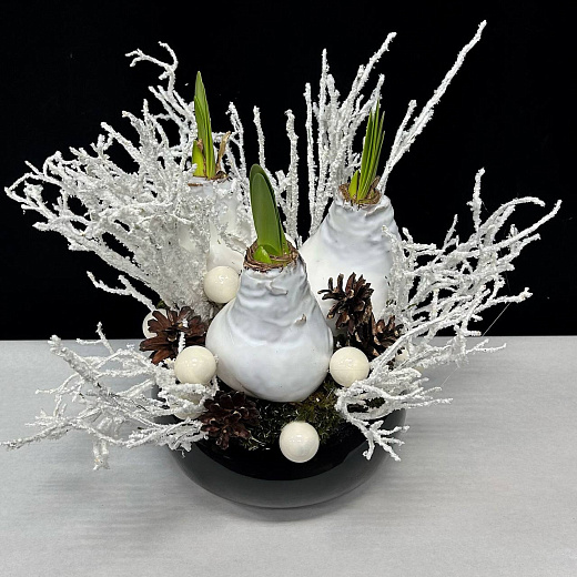 Новогодняя композиция в черном кашпо с 3-мя белыми луковицами амариллиса с доставкой в Москве