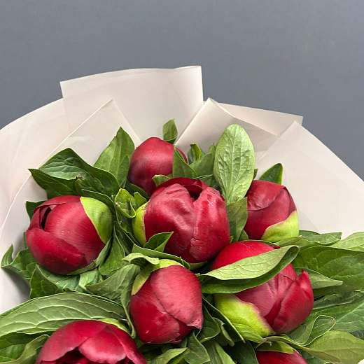 Монобукет из 9 бордовых пионов в матовой плёнке по лучшей цене в Москве Монобукет из 9 бордовых пионов в матовой плёнке с доставкой в Москве