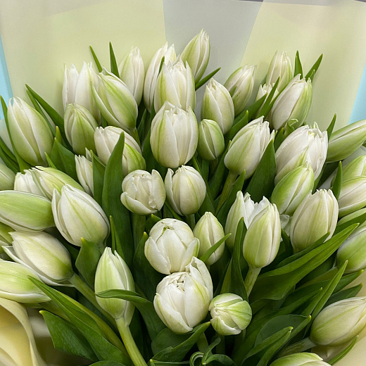 Букет из  белых, пионовидных тюльпанов ( 49 шт)