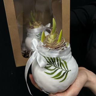 Луковица амариллиса в воске ( белая с декором)