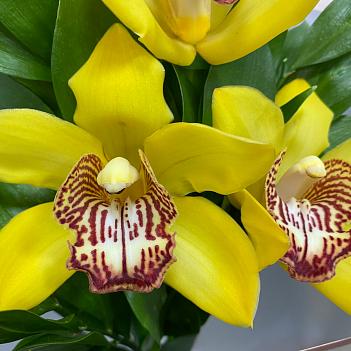 Букет-комплимент из 3 желтых орхидей