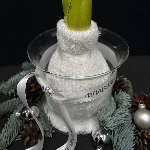 Луковица амариллиса в воске с вазой ( белый носочек, большая ) с доставкой в Москве