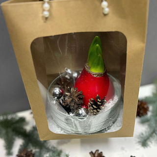 Луковица амариллиса в воске-подарочный набор в прозрачной вазе