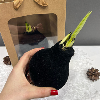 Луковица амариллиса в воске ( черный бархат)