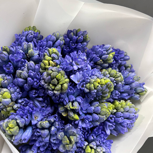 Букет из 25 синих гиацинтов по лучшей цене в Москве Букет из 25 синих гиацинтов с доставкой в Москве