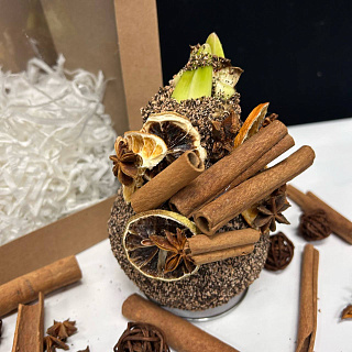 Луковица амариллиса в воске (с декором из корицы, песочная)