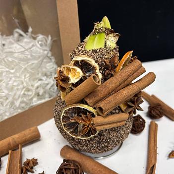 Луковица амариллиса в воске (с декором из корицы, песочная)