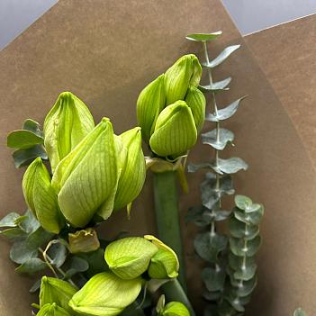 Букет из 5 белых амариллисв с эвкалиптом в крафте 