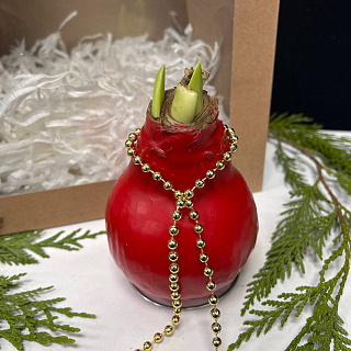 Луковица амариллиса в красном воске +крафтовый пакет