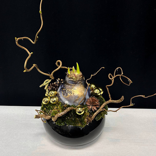 Новогодняя композиция в черном кашпо с луковицей амариллиса с доставкой в Москве