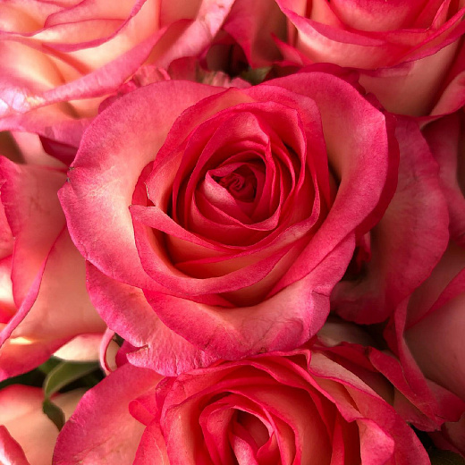 Букет из бело-розовых роз