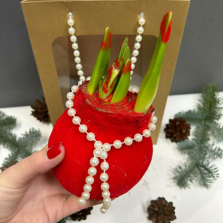 Луковица амариллиса в воскес белыи жемчугом ( красный бархат)