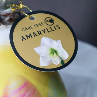 Луковица амариллиса в воске с рисунком (пасхальный заяц) + крафтовый пакет