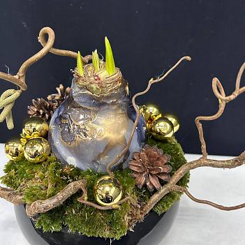 Новогодняя композиция в черном кашпо с луковицей амариллиса Новогодняя композиция в черном кашпо с луковицей амариллиса