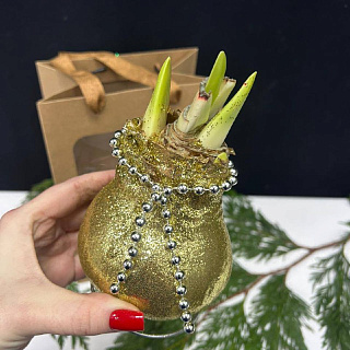 Луковица амариллиса в воске (золотые блестки)+крафтовый пакет