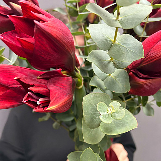 Букет из 5 красных амариллисов с эвкалиптом под ленту