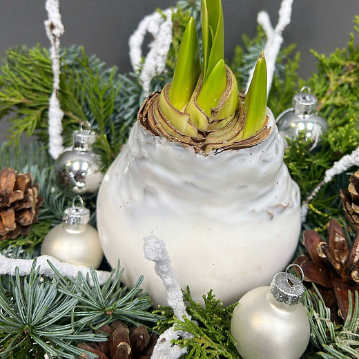 Луковица амариллиса в воске ( белая, Новогодний декор / хвоя)  с доставкой в Москве