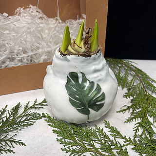 Луковица амариллиса в воске ( белая с декором)+крафтовый пакет