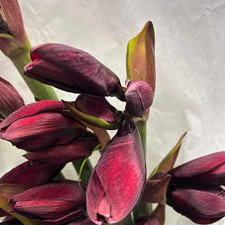 Монобукет из 9 бордовых амариллисов в белом крафте 