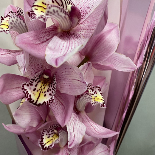 Ветка розовой орхидеи в декоративной упаковке