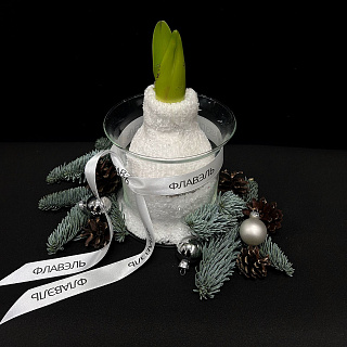 Луковица амариллиса в воске с вазой ( белый носочек, большая )