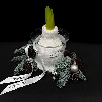 Луковица амариллиса в воске с вазой ( белый носочек, большая )