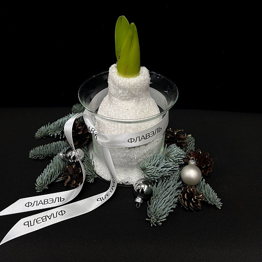 Луковица амариллиса в воске с вазой ( белый носочек, большая ) с доставкой в Москве