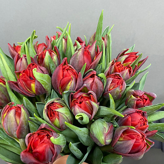 Букет из 15 пионовидных тюльпанов Рэд Принцесс