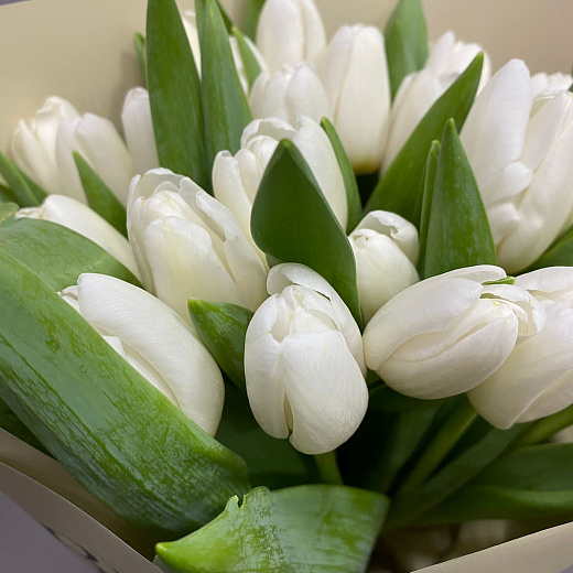 Букет из 25 белых тюльпанов