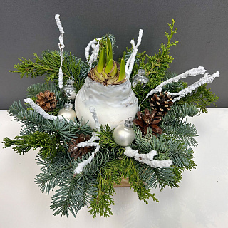 Луковица амариллиса в воске ( белая, Новогодний декор / хвоя) 