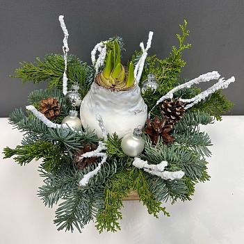 Луковица амариллиса в воске ( белая, Новогодний декор / хвоя) 